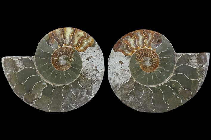 Bargain, Cut & Polished Ammonite Fossil - Mud Filled #73955